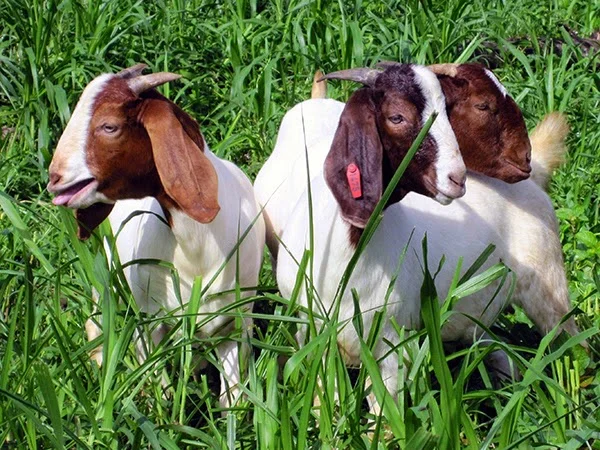 Goat Farming project